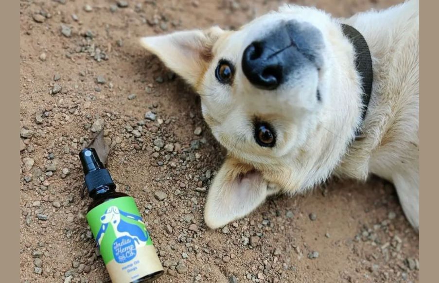 The Essential Guide to Hemp Seed Oil Benefits for Dogs | IHC – India ...