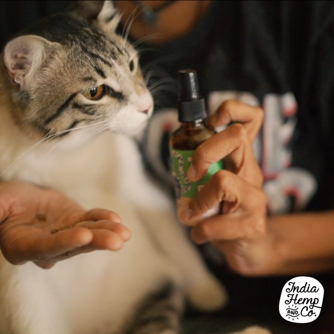 Hemp seed Oil (HOP) - Cats - India Hemp and Co.