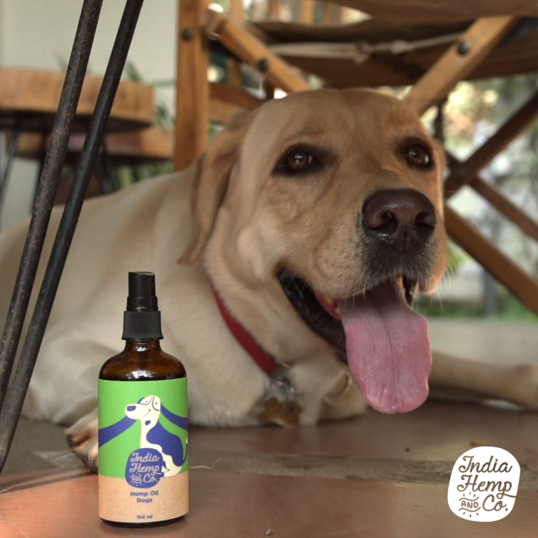 Hemp seed Oil (HOP) - Dogs - India Hemp and Co.