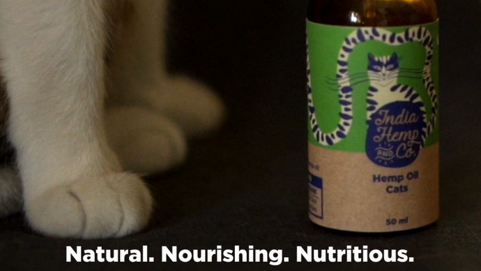 10 Benefits of Hemp Oil for your fur buddies