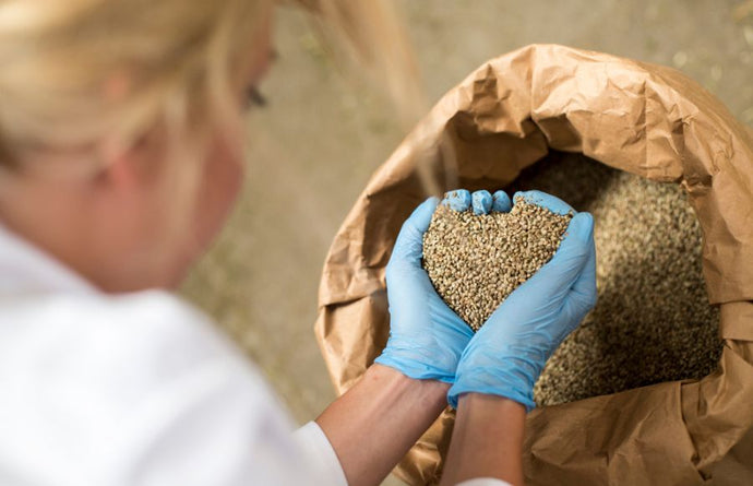Hemp Farm-to-Table: Exploring the Culinary Delights of Hemp-Based Cuisine