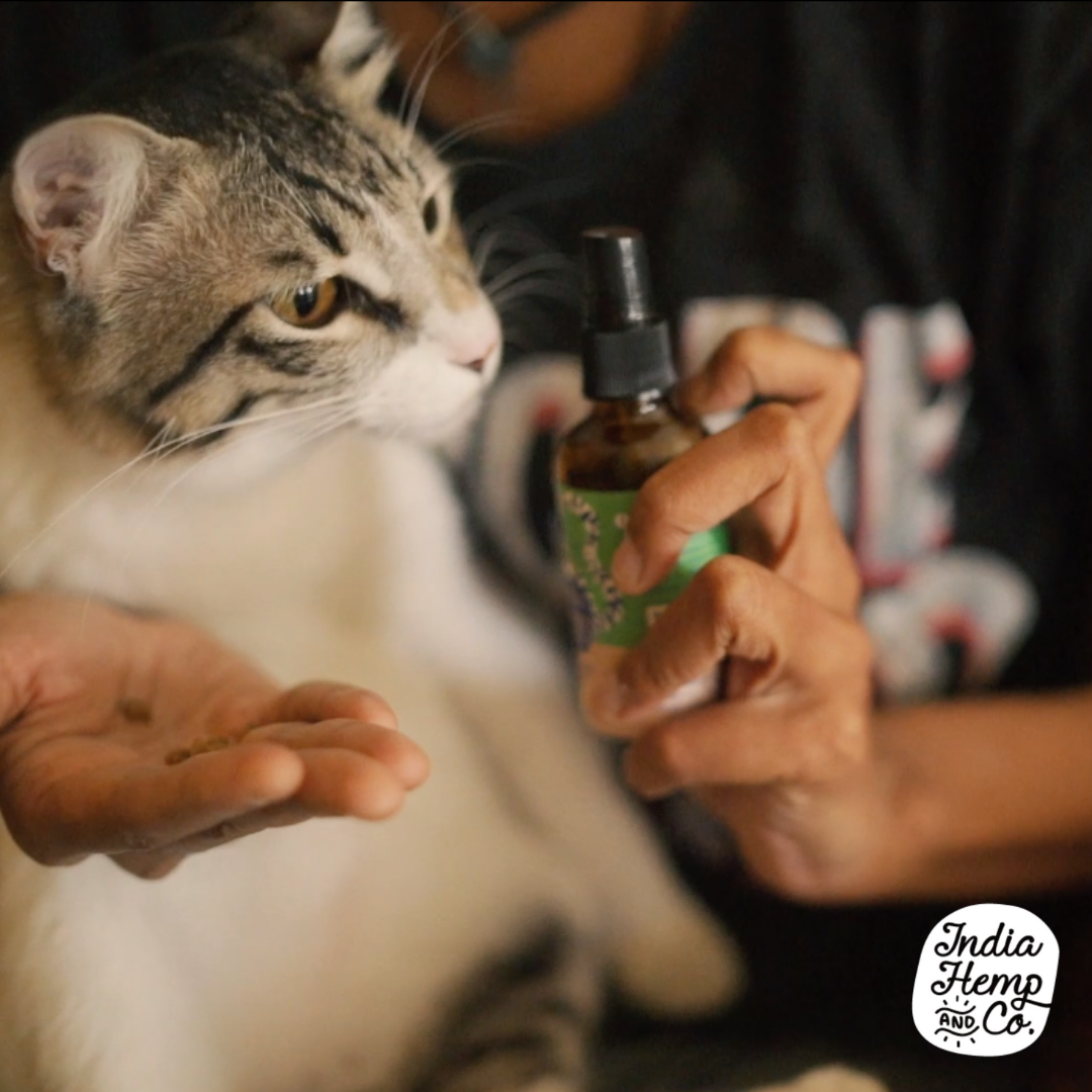 Hemp Seed Oil - Cats
