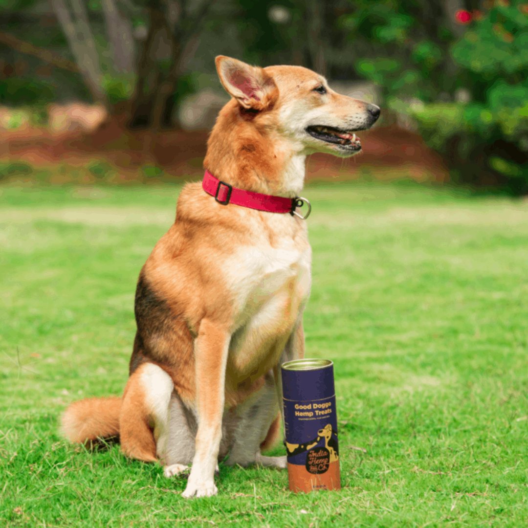 Good Doggo Hemp Treats image 1